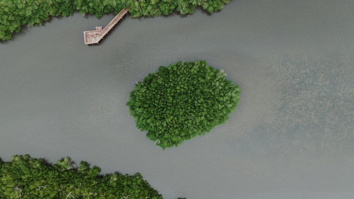 Aerial shot of a lush green mangrove island with a wooden pier in Fort Pierce, Florida.