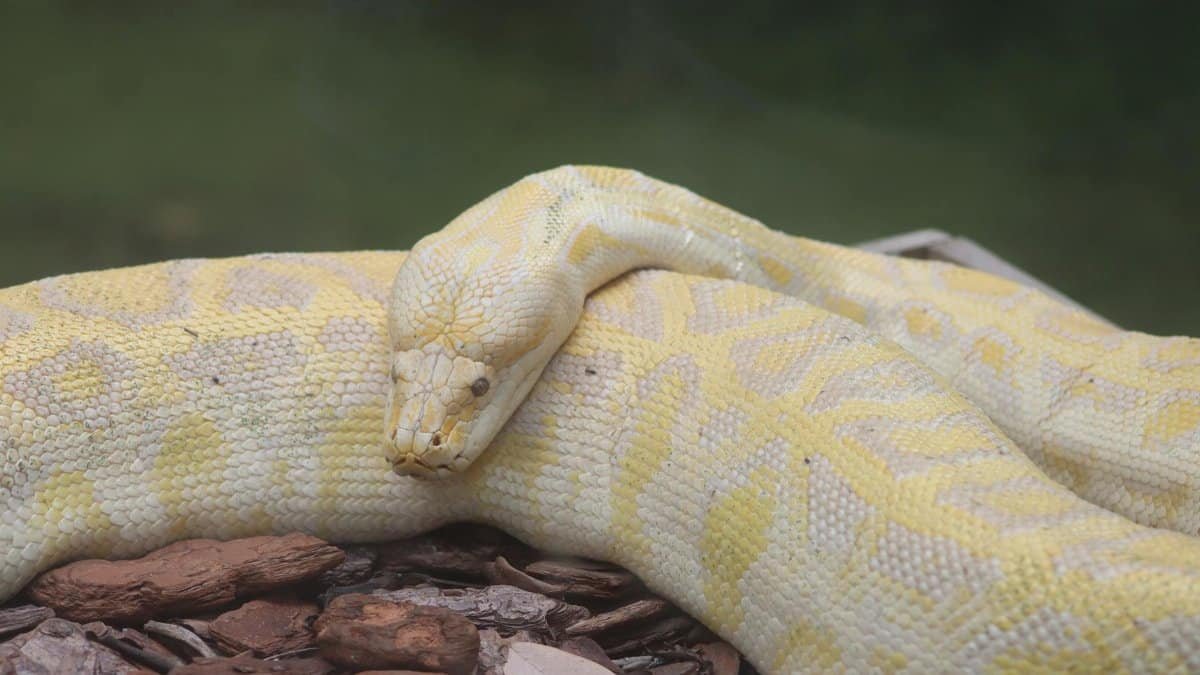 Close-up of an albino Burmese python relaxing on wood chips, showcasing its intricate patterns.