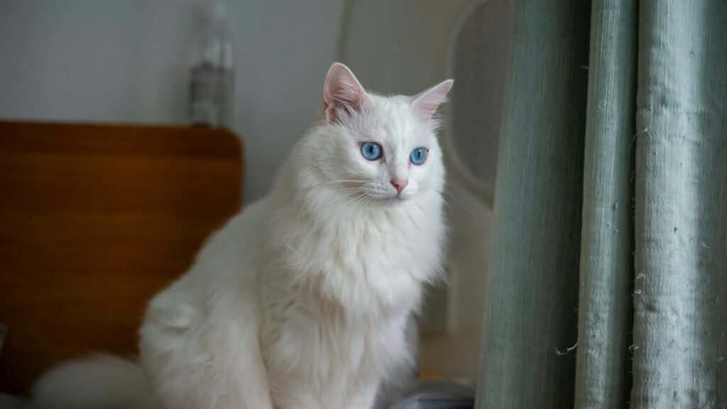 Beautiful white cat with blue eyes sitting indoors by the window, capturing serenity and grace.