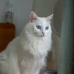 Beautiful white cat with blue eyes sitting indoors by the window, capturing serenity and grace.