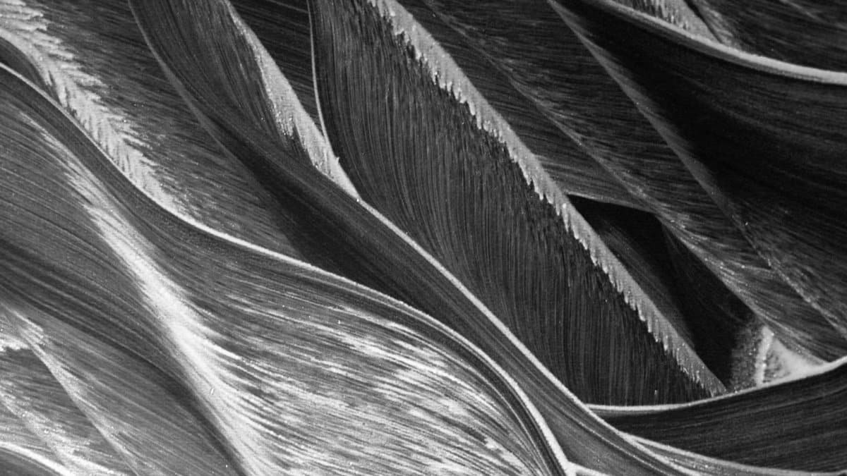 Intricate black and white abstract texture resembling layered patterns.