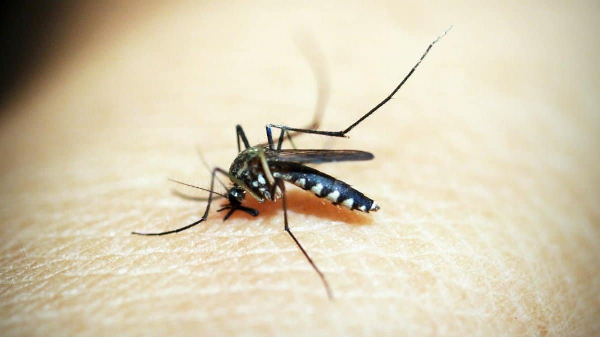 Macro photograph of a mosquito feeding on human skin, showcasing the insect's details.