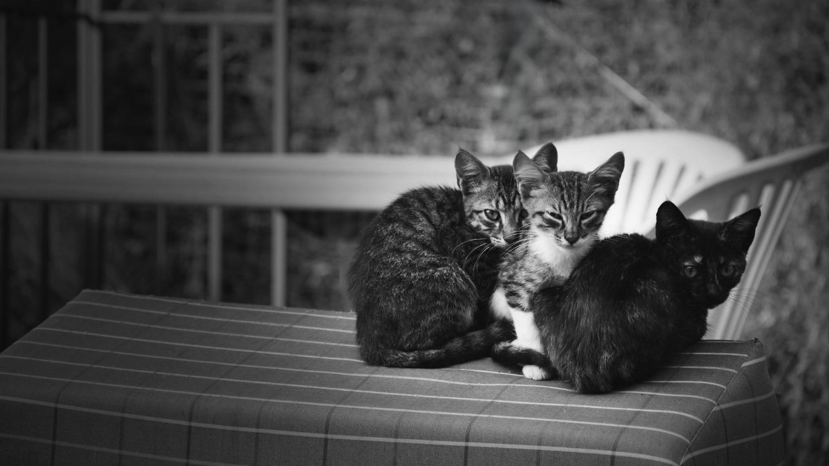 Three cats huddled together on a plaid surface, captured in a black and white style for a classic appeal.