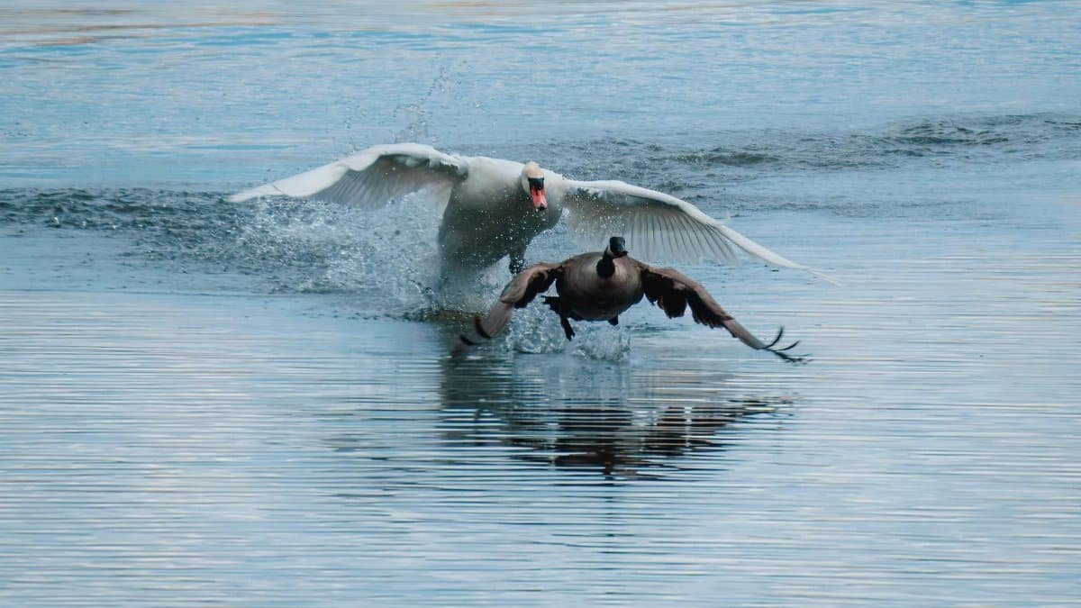 Captivating scene of a swan chasing a goose across a serene lake showing nature's dynamic interactions.