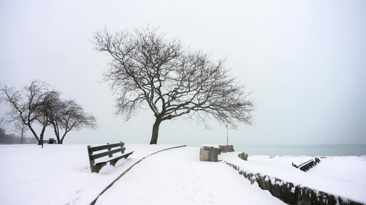 Serene winter scene at a lakeside park in Chicago, with bare trees and snow-covered path.