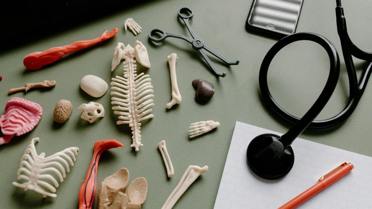 Flat lay of medical anatomy model parts, stethoscope, and tools on a green surface for educational or healthcare themes.