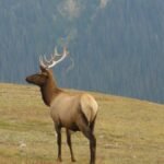 A stunning portrait of a Rocky Mountain elk standing in Estes Park, Colorado.