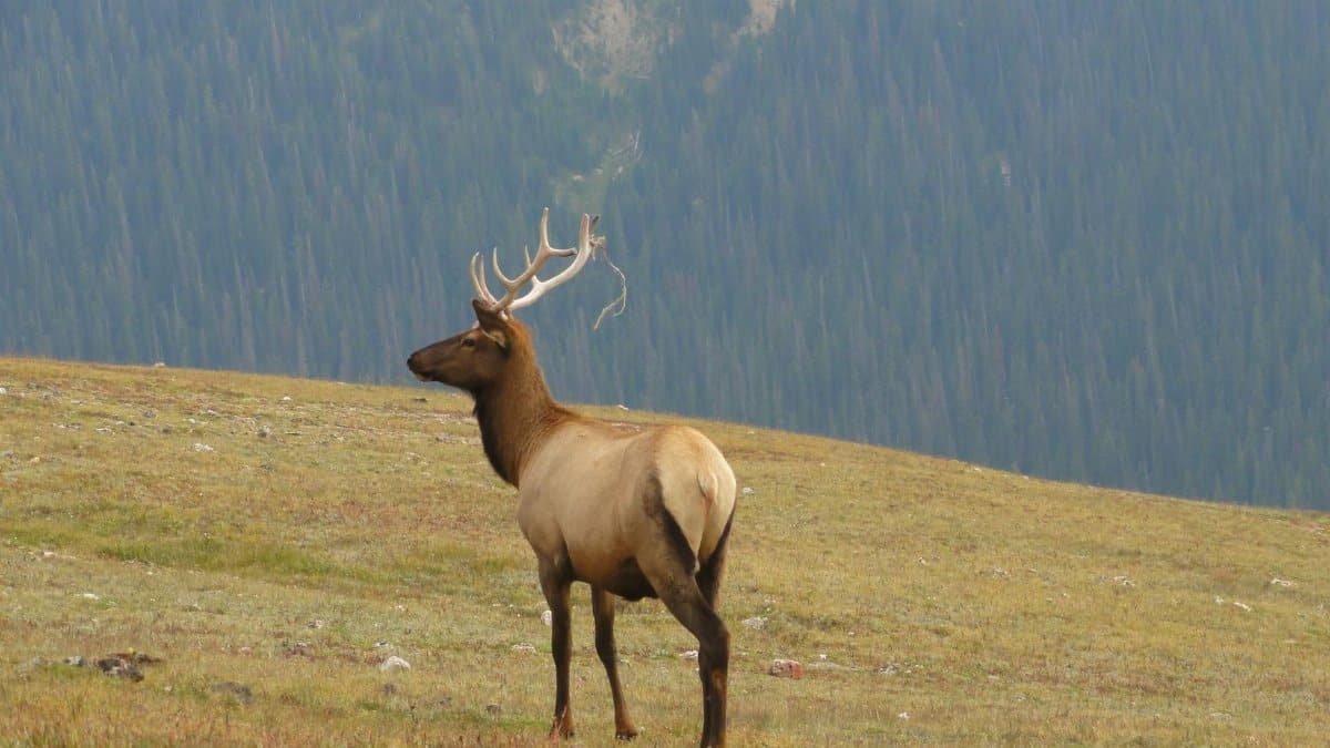 A stunning portrait of a Rocky Mountain elk standing in Estes Park, Colorado.