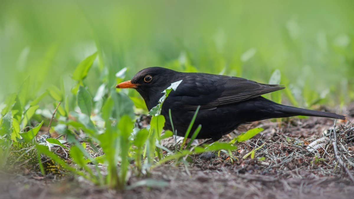 A detailed close-up of a common blackbird (Turdus merula) resting on a grassy ground, showcasing wildlife in nature.