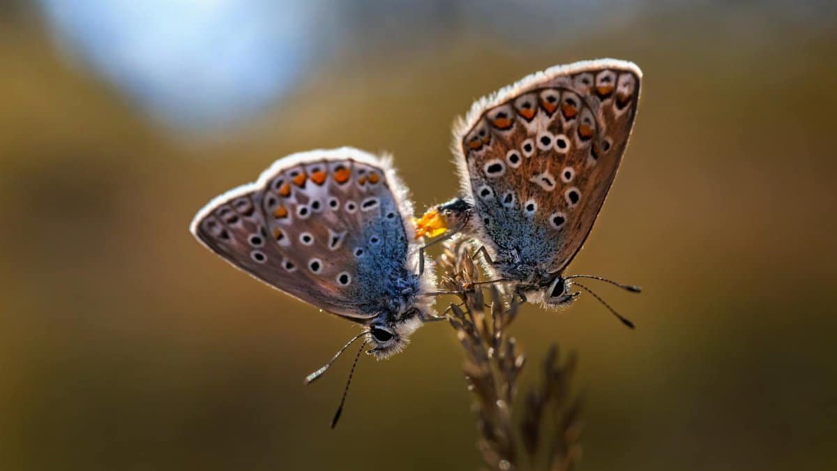 Macro shot of two common blue butterflies perched on a plant stem.