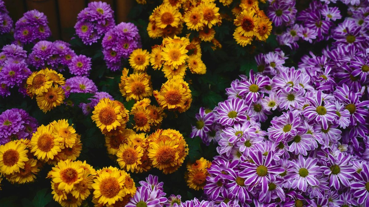 Vibrant purple, orange, and yellow chrysanthemums in full bloom creating a colorful garden display.