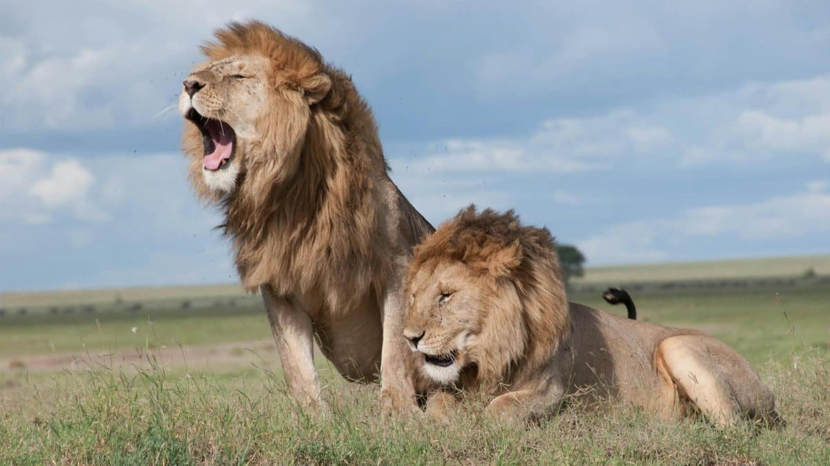Two majestic lions roaring and relaxing in the vast savanna of Tanzania, showcasing wildlife in their natural habitat.