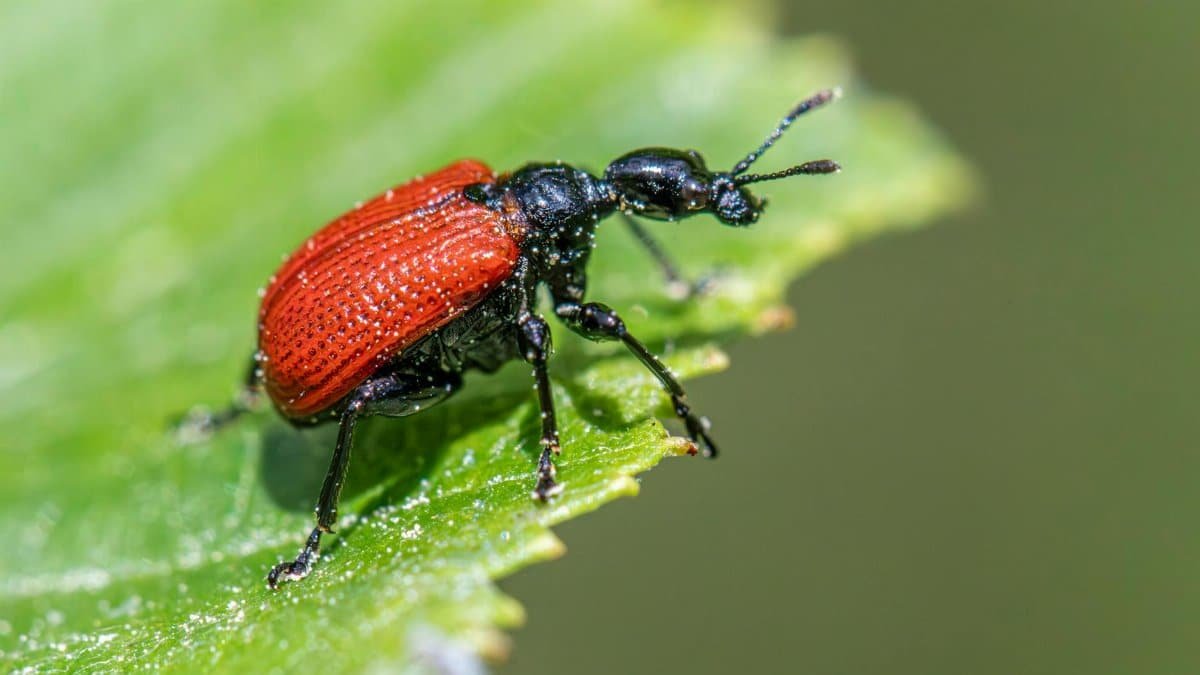 Detailed view of a red apoderus coryli beetle on green foliage.