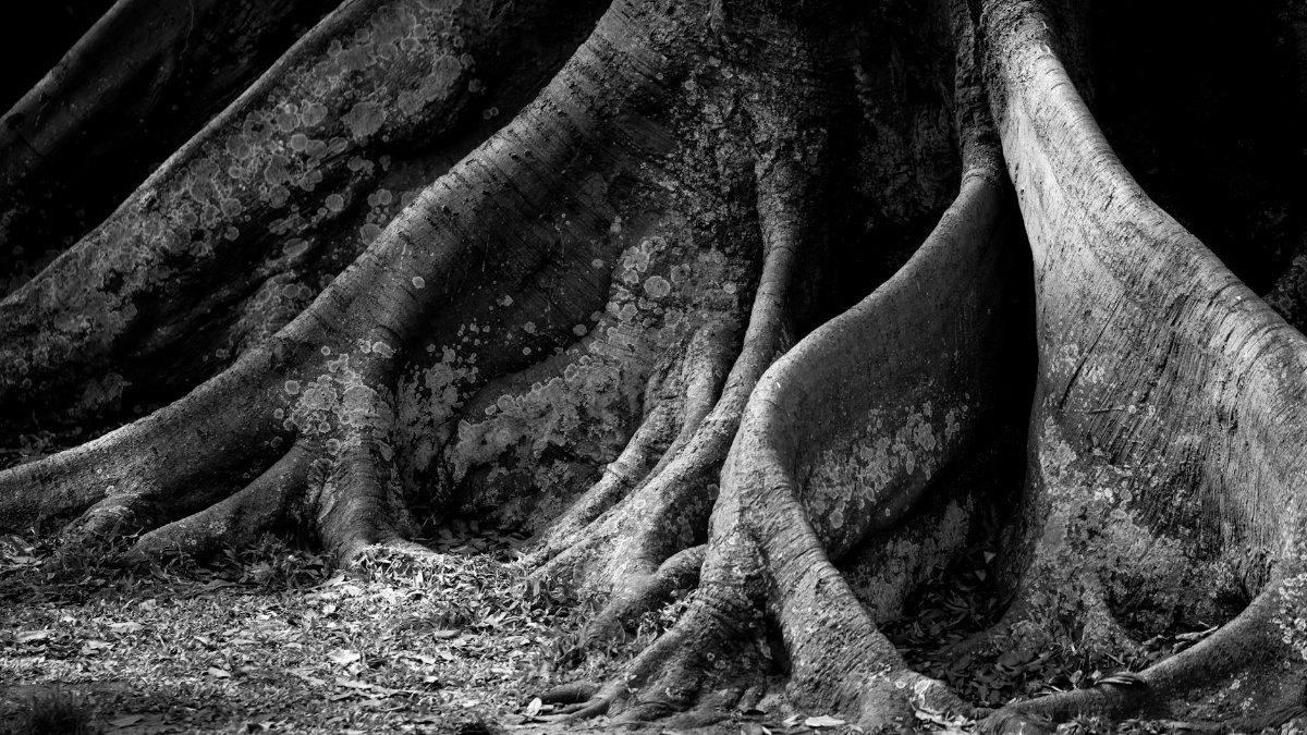 Close-up of textured tree trunk roots in monochrome, highlighting nature's intricate details.