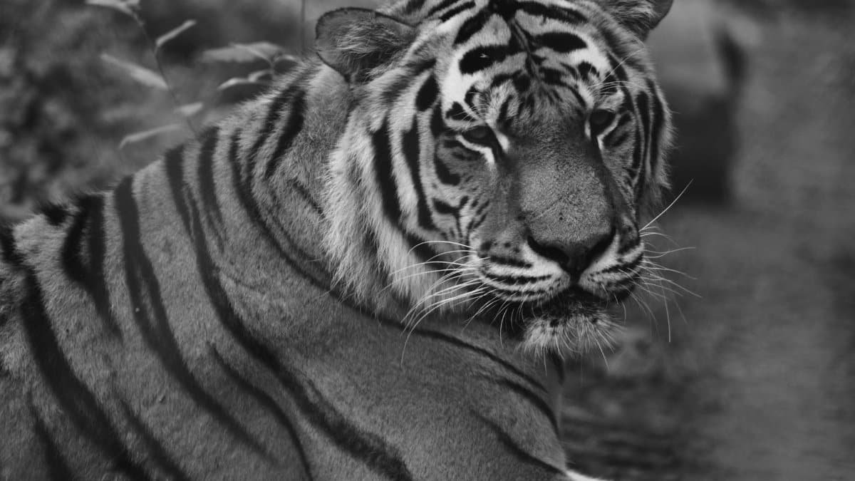 Striking black and white close-up of a Bengal tiger, capturing the majesty of wildlife.