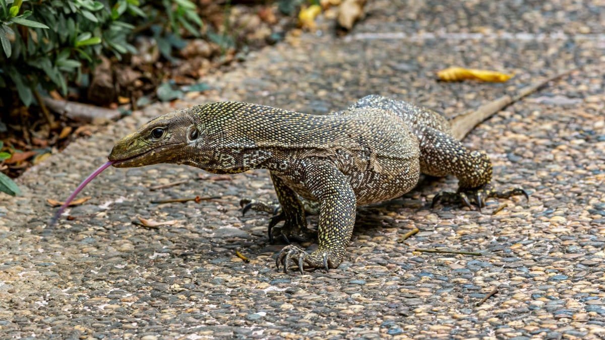 Close-up of a monitor lizard crawling on a cobblestone path in Ao Nang, Thailand.
