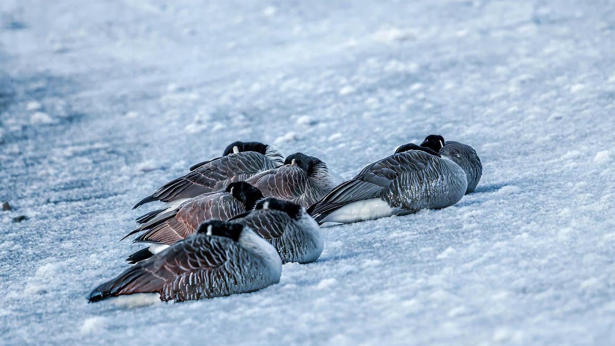 Free stock photo of cold, cove island park, early morning