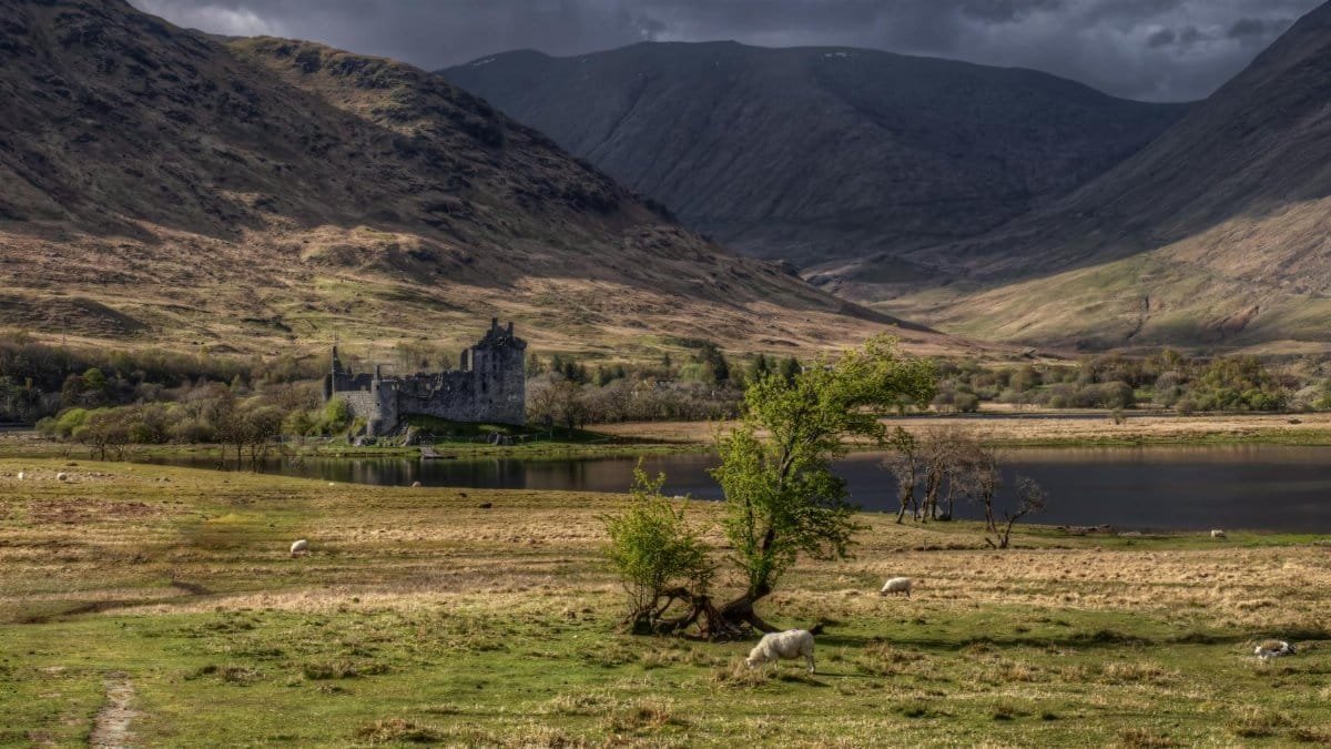 Stunning landscape of Kilchurn Castle by Loch Awe, surrounded by mountains and grazing sheep.