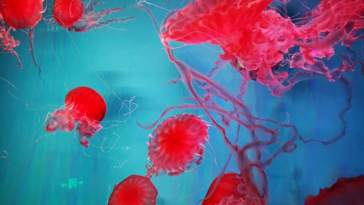 Stunning close-up of vibrant red jellyfish swimming gracefully underwater.