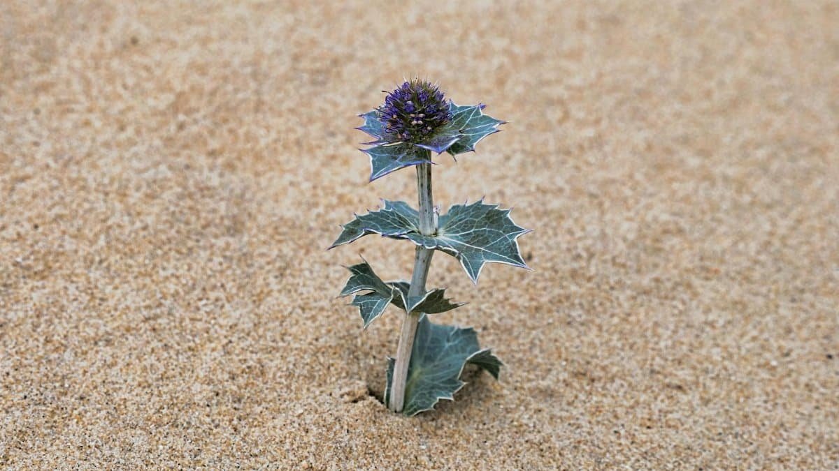 Close-up of an Eryngium sea holly plant thriving in desert-like sand terrain.