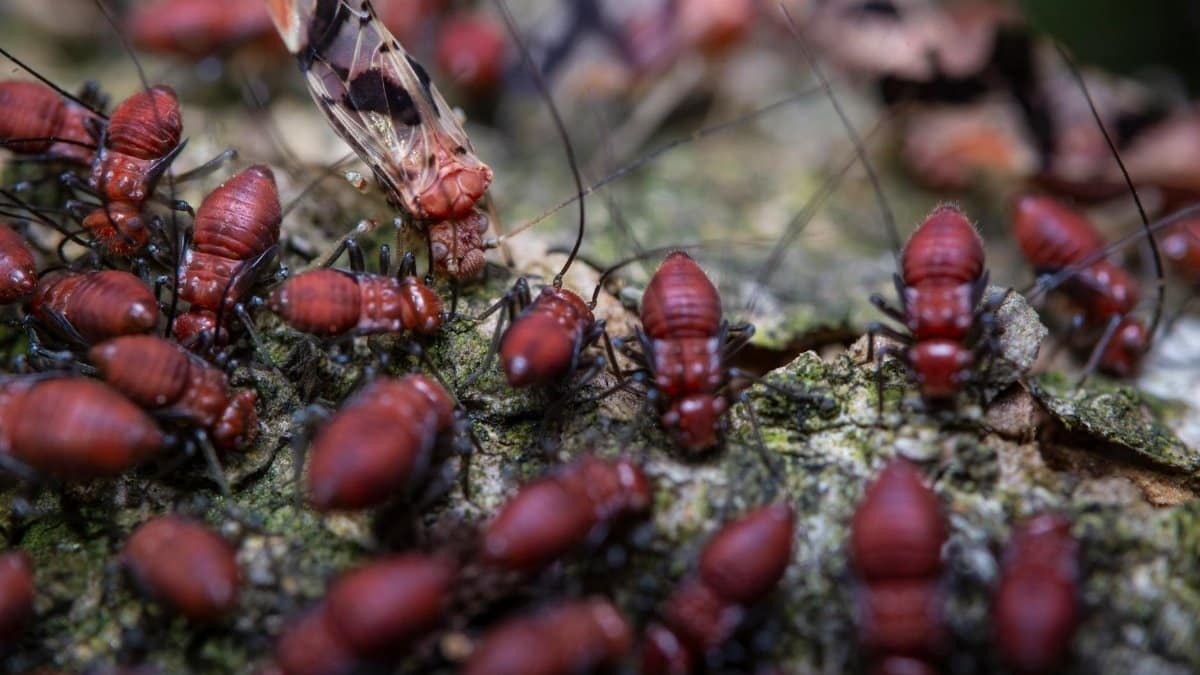 A detailed close-up of a colony of red termites on tree bark, showcasing nature's complexity and wildlife interaction.