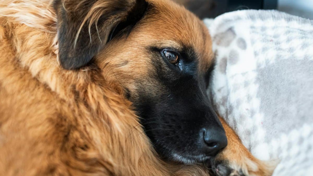 Close-up of a fluffy dog relaxing indoors on a cozy blanket.