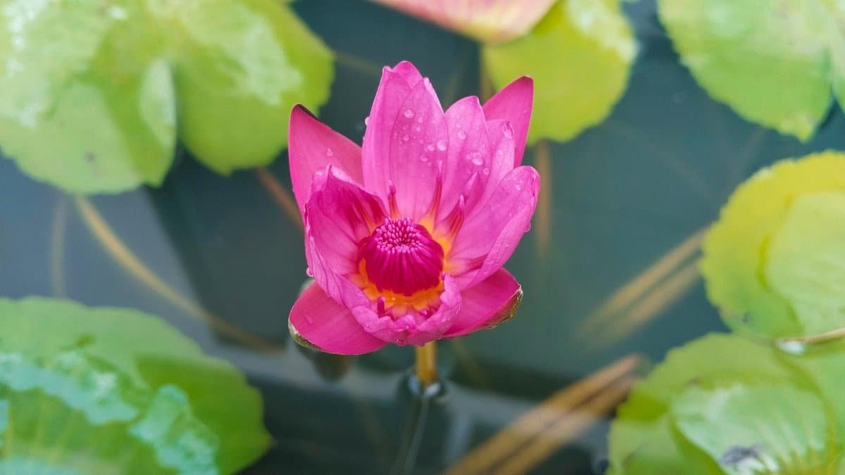 A stunning close-up of a pink water lily with dew drops, surrounded by green leaves.
