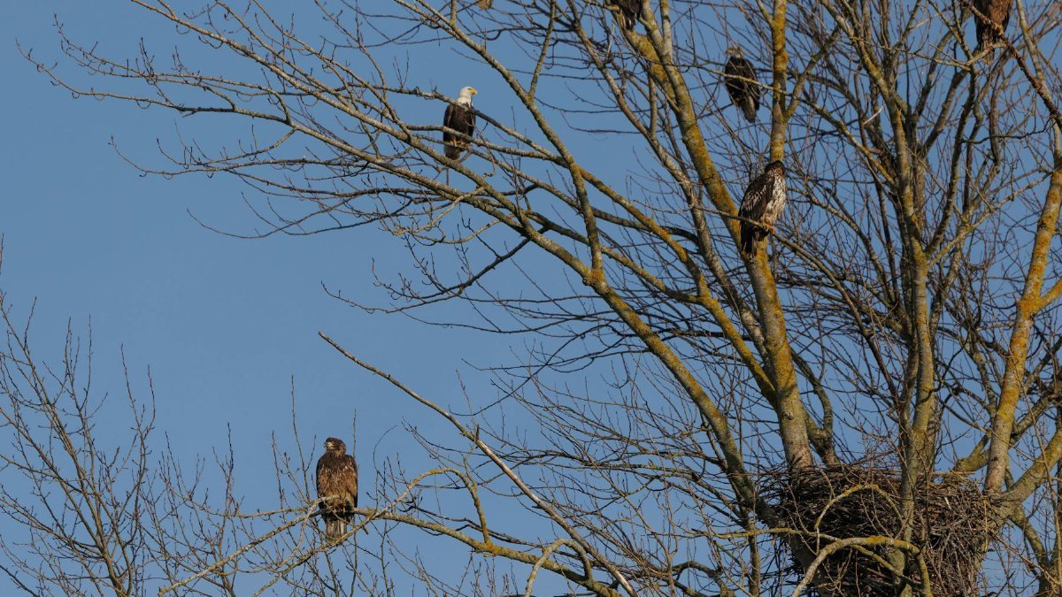 Group of bald eagles perched in tree with nest on a clear winter day.