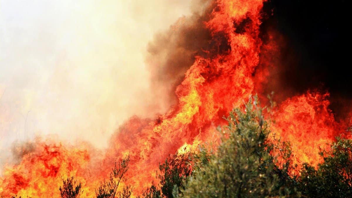 A forest fire with dramatic flames in Demre, Türkiye highlighting environmental concerns.