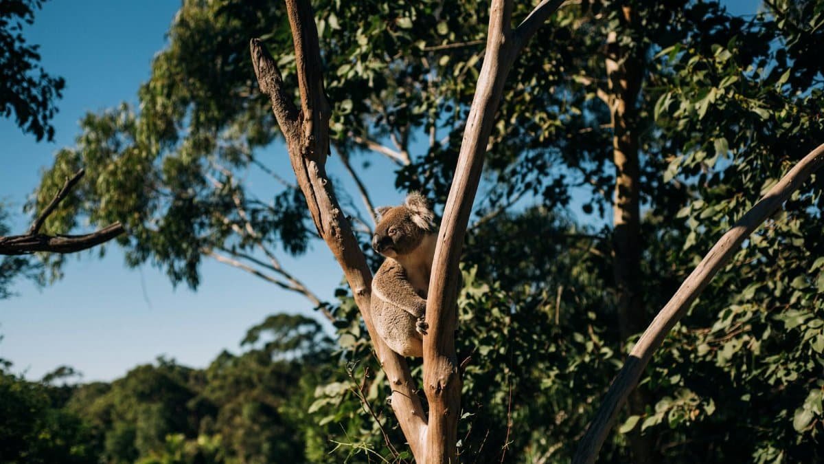 Cute wild koala sitting on wooden trunk of leafless tree in sunny park