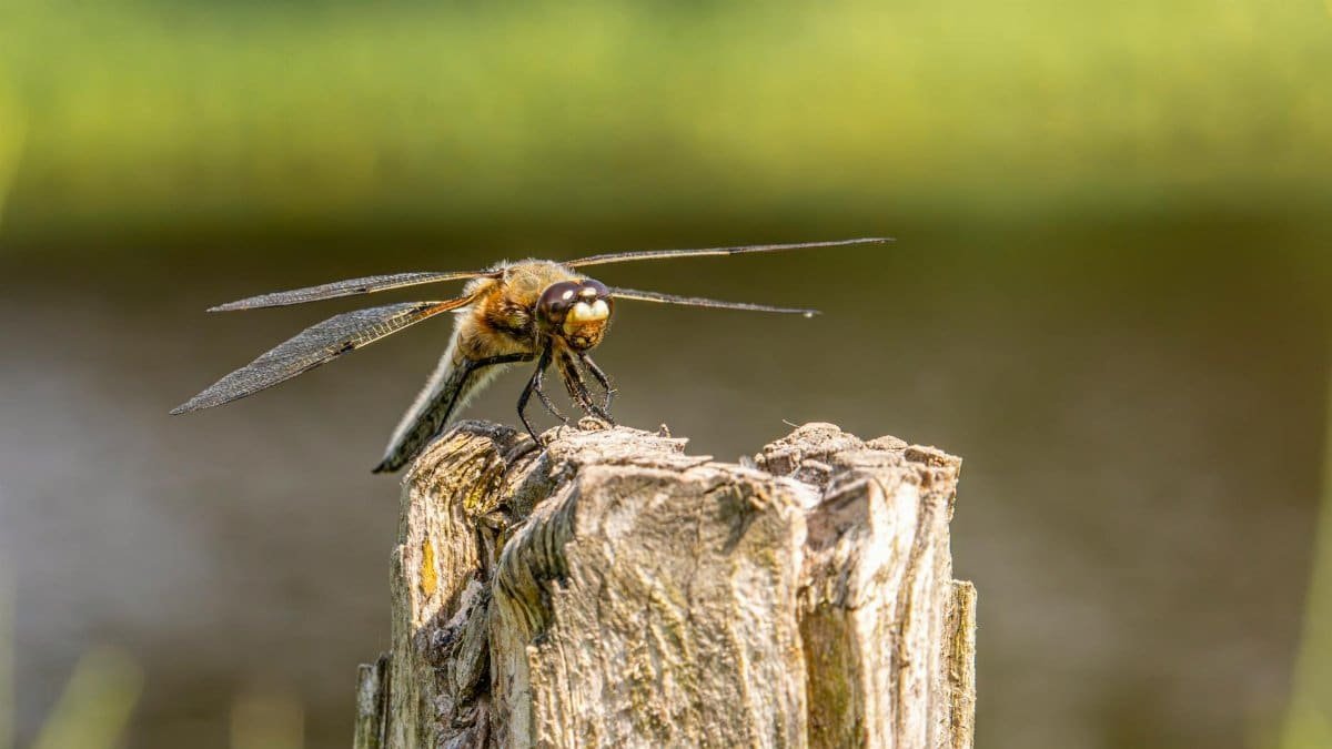Detailed macro of a four-spotted chaser dragonfly perched on a post.