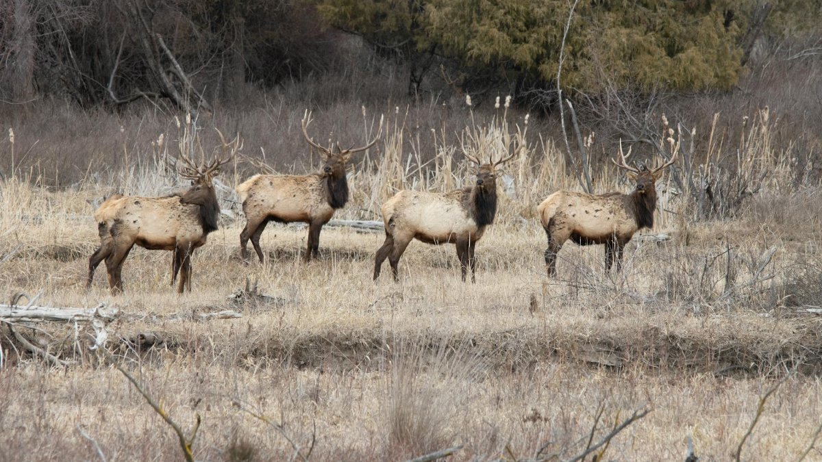 A herd of elk with antlers standing in the wild in Charlo, Montana.