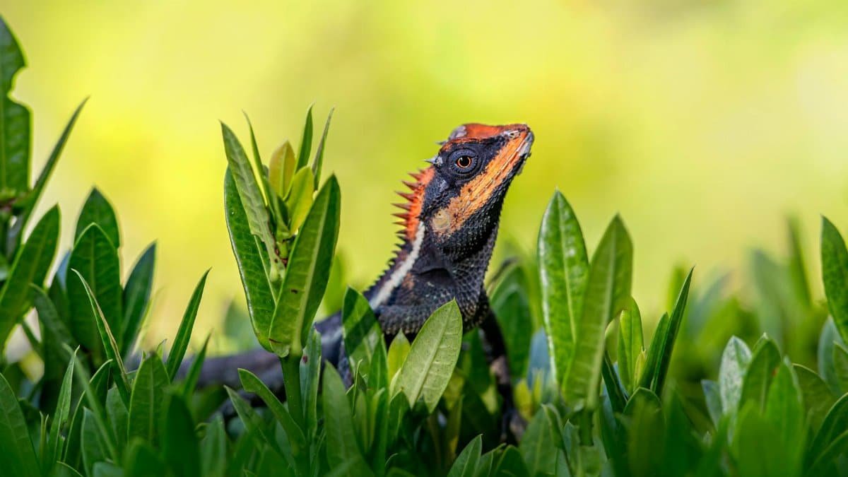 Close-up of Emma Gray's forest lizard (Calotes emma) peeking through green leaves in vibrant natural setting.