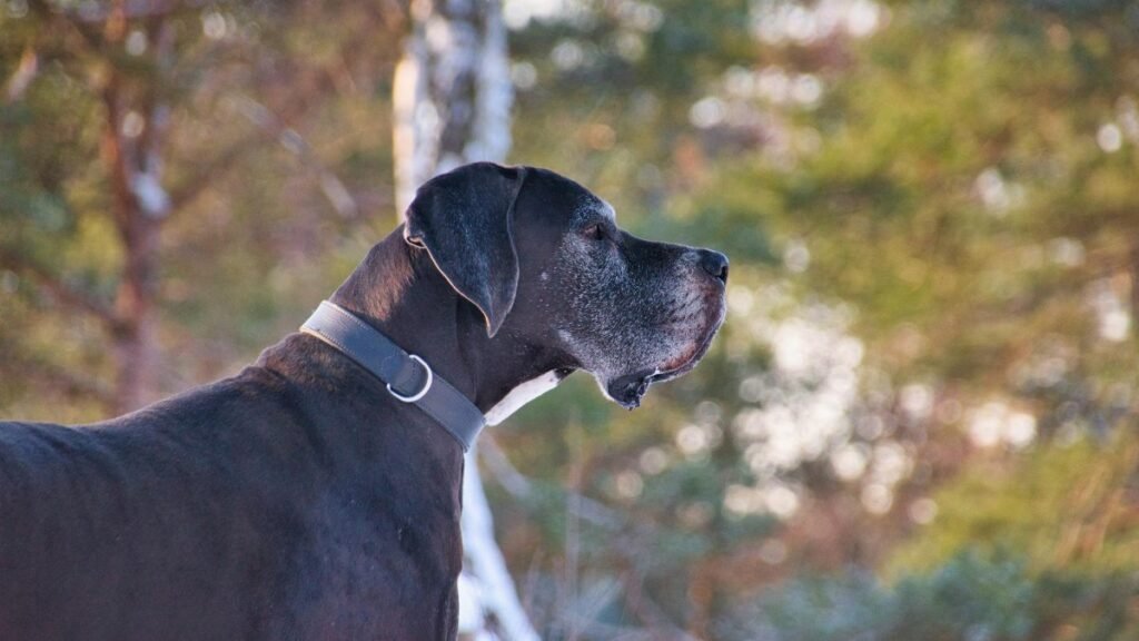 Side view of a Great Dane dog with a blurred nature background, showcasing its majestic presence.