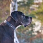 Side view of a Great Dane dog with a blurred nature background, showcasing its majestic presence.
