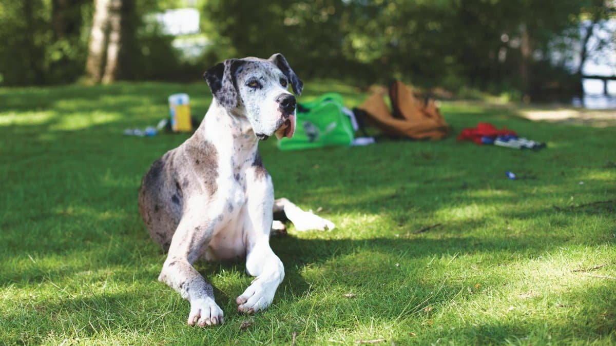 Great Dane dog lying on grass in a sunny park with backpacks in the background.