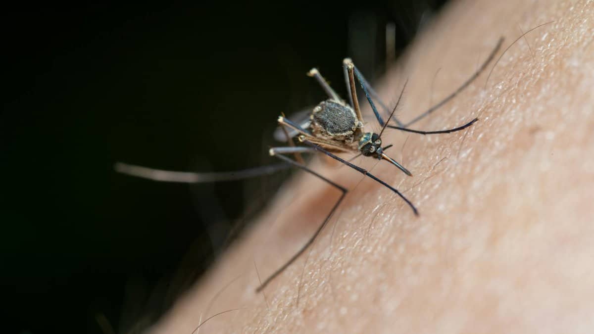 Detailed macro shot of a mosquito on human skin, highlighting nature and insect life.