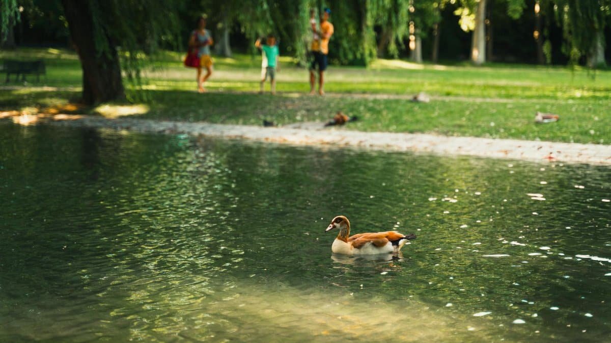 A peaceful park setting with a duck swimming in a pond while family enjoys the greenery.