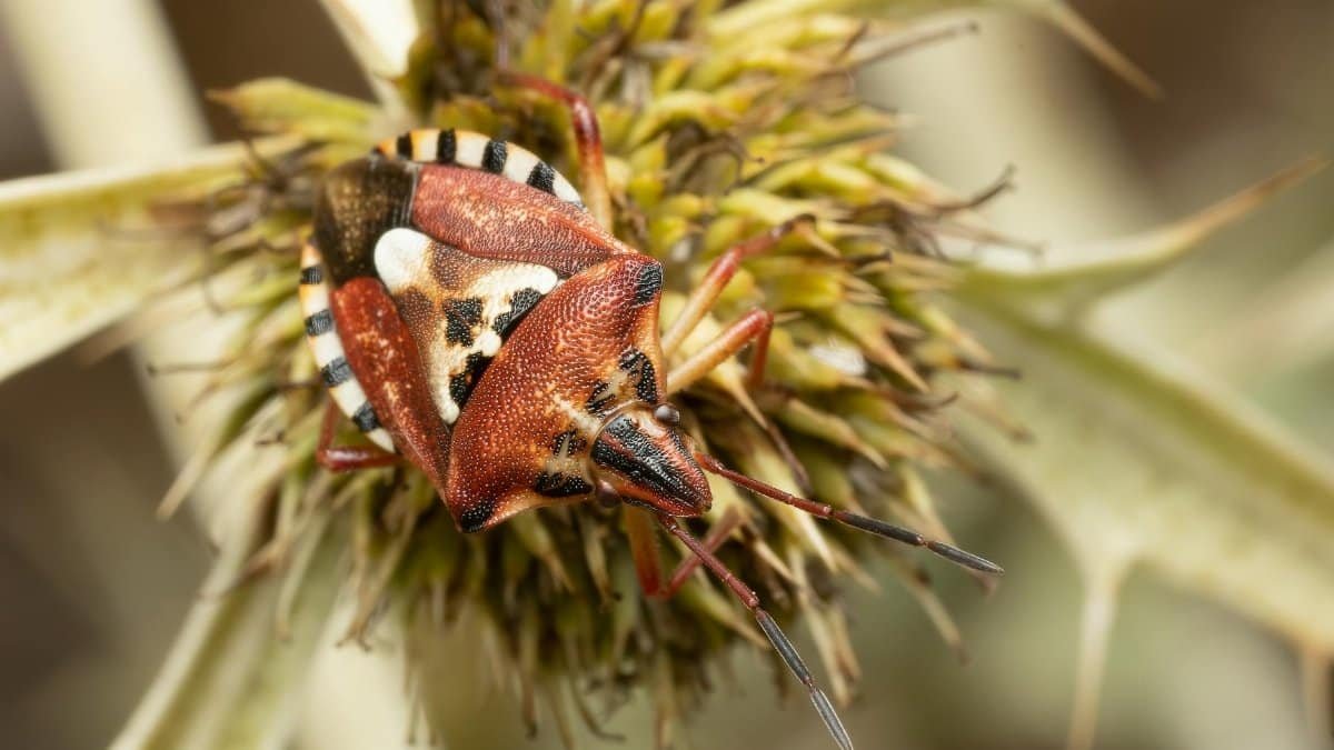 Macro shot of a red stink bug (Carpocoris) on a flower in Picassent, Spain.
