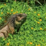 Green iguana among vibrant foliage in Florida, showcasing its natural habitat.