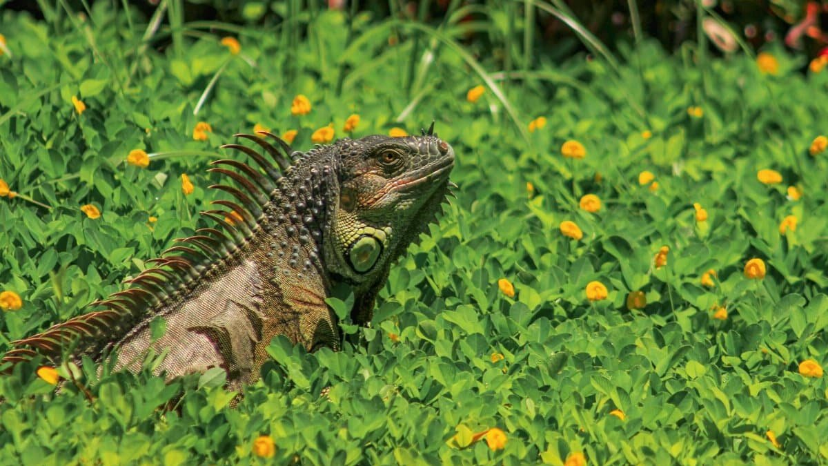 Green iguana among vibrant foliage in Florida, showcasing its natural habitat.