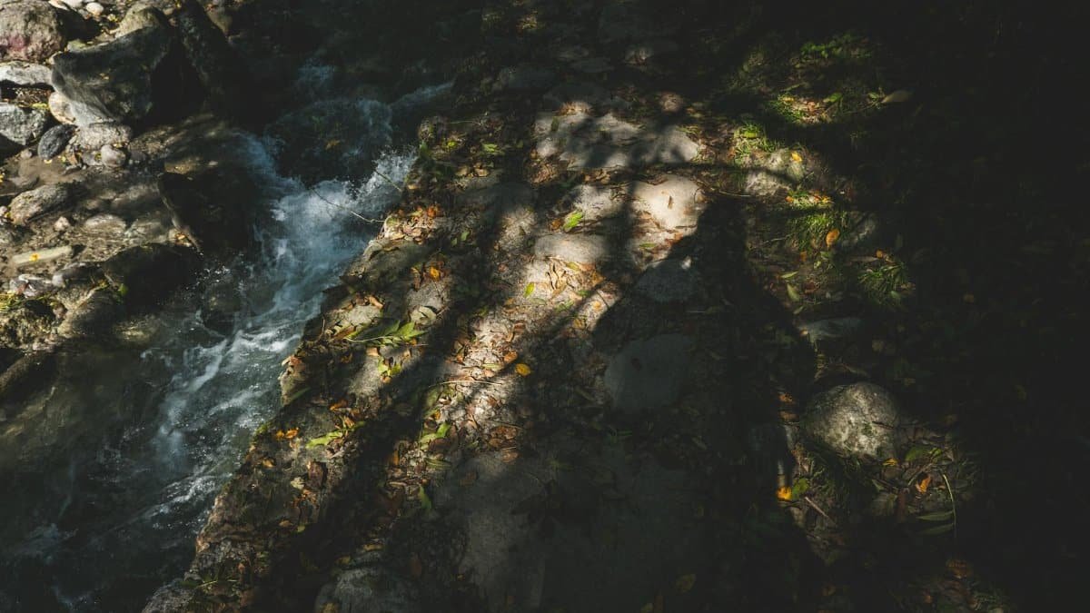 A serene stream with shadows of trees creates a moody, natural scene.