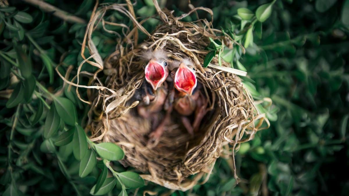 Close-up view of baby birds in a nest, surrounded by lush green leaves, symbolizing new life in nature.