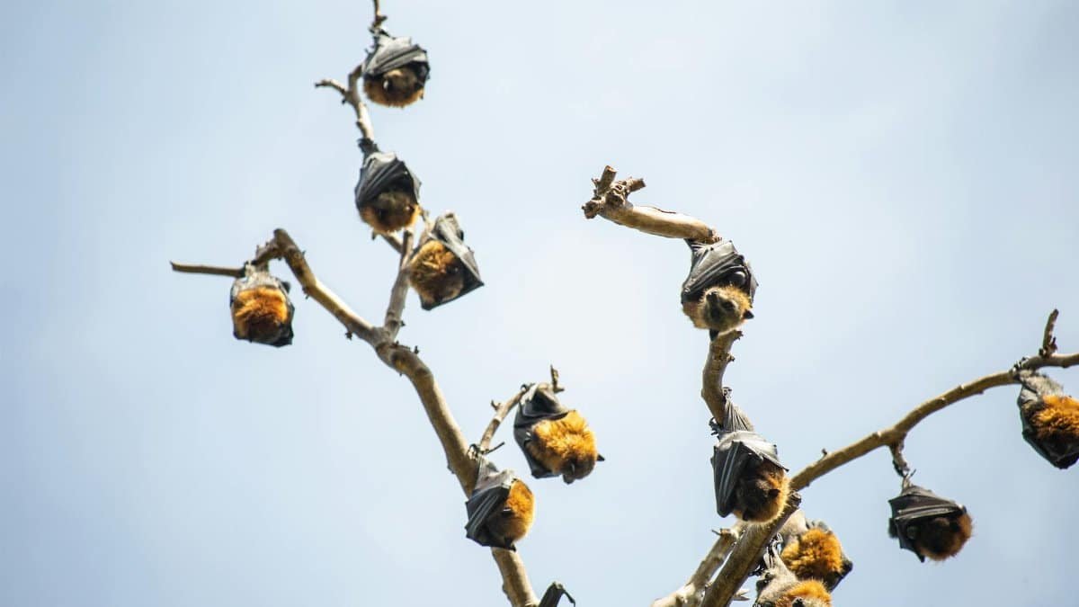 Fruit bats resting on branches under the clear blue sky. Bats in wildlife habitat.