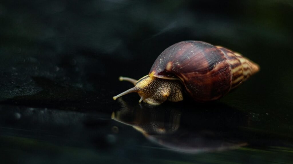 Macro shot of an African Giant Land Snail on a reflective surface, showcasing detailed textures.
