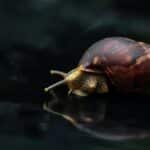 Macro shot of an African Giant Land Snail on a reflective surface, showcasing detailed textures.