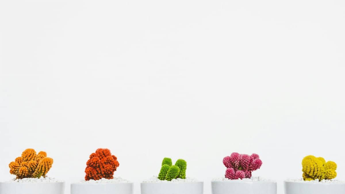 Vibrant cacti in white pots against minimalistic background, perfect for decor ideas.