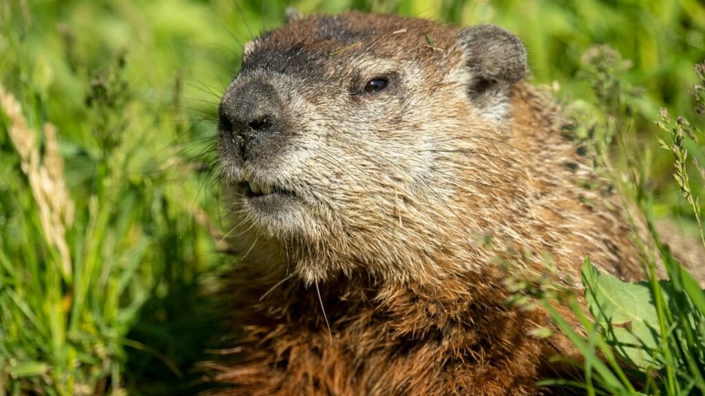 Portrait of a groundhog in lush green grass during a sunny day in Wabasha, Minnesota.