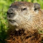 Portrait of a groundhog in lush green grass during a sunny day in Wabasha, Minnesota.