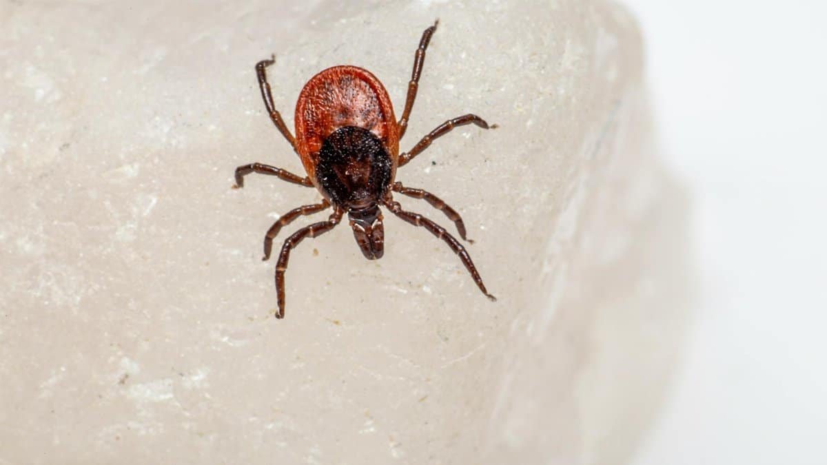 Macro shot of a castor bean tick (Ixodes ricinus) crawling on a white surface.